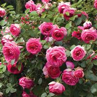 Climbing Rose Pretty In Pink Eden<sup>®</sup>