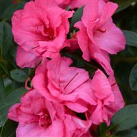 Azalea Floramore Pink