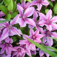 Clematis Double Rose