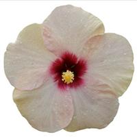 HibisQs<sup>®</sup> Adonis Pearl Hibiscus
