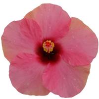 HibisQs<sup>®</sup> Adonis Pink Hibiscus