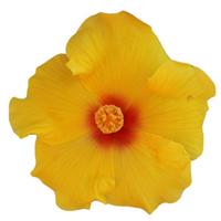 HibisQs<sup>®</sup> Multi-Tropic Yellow Hibiscus