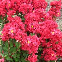 Lagerstroemia Enduring Summer Red