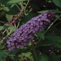 Buddleia Flutterby<sup>®</sup> Lavender