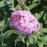 Buddleia Flutterby<sup>®</sup> Pink