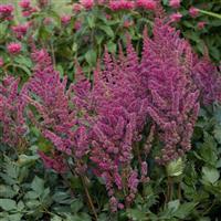 Astilbe chinensis Vision In Red