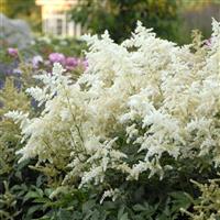 Astilbe japonica Deutschland