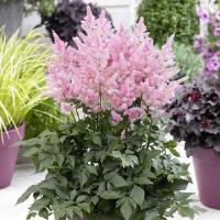 Astilbe New Wave