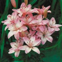 Lily Asiatic Petite Pink