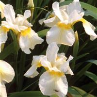 Iris sibirica Butter Sugar