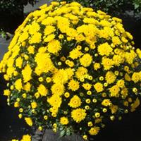 Katelli Yellow Garden Mum