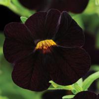 Isabells Dark Purple Calibrachoa