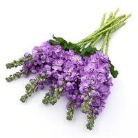 Figaro Lavender Matthiola