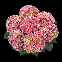 Hor Tivoli Pink Hydrangea macrophylla