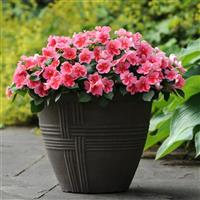 Patchwork™ Pink Shades Exotic Impatiens