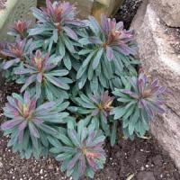 Euphorbia martinii 