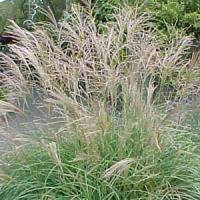 Grass Miscanthus sinensis Adagio