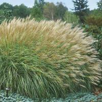 Grass Miscanthus sinensis Adagio