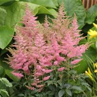 Astilbe Country & Western