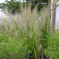 Grass Calamagrostis brachytricha 