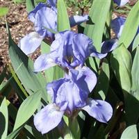 Iris pumila Blue Denim