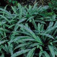 Pulmonaria longifolia cevennensis