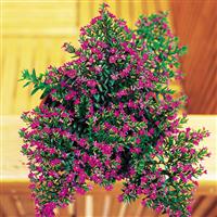 Purple Cuphea hyssopifolia
