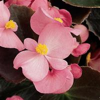 Harmony Pink Begonia