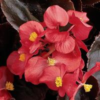 Harmony Scarlet Begonia