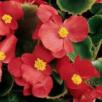 Prelude Scarlet Begonia