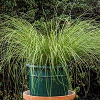 Phoenix Green ColorGrass® Carex
