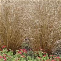 Red Rooster ColorGrass® Carex