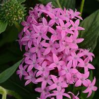 Butterfly™ Orchid Pentas