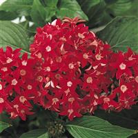 Butterfly™ Red Pentas