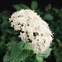 Butterfly™ White Pentas