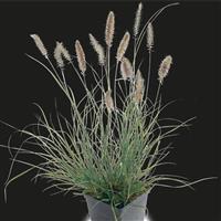 Grass Pennisetum Fuzzy