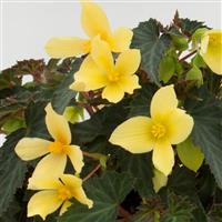 Mistral<sup>®</sup> Yellow Begonia