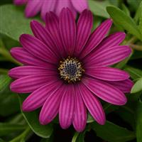 Daisy Falls™ Purple Osteospermum