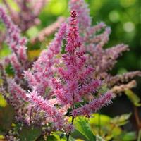 Astilbe To Have And To Hold
