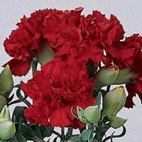 Essence Of Red Carnation