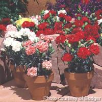 Essence Of Floral Mix Carnation