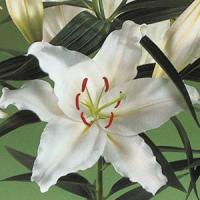 Lily Oriental Rodolfa