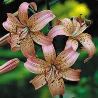 Lily Oriental Tiger Pink