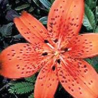 Lily Oriental Tiger Red