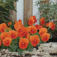 Whiskers Orange Pansy