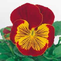 Whiskers Red Gold Pansy