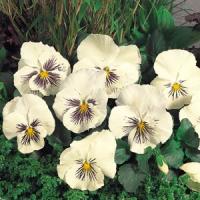 Whiskers White Pansy