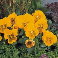 Whiskers Yellow Pansy