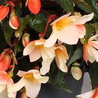 Rivulet<sup>®</sup> Blush Begonia Boliviensis