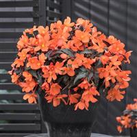 Rivulet<sup>®</sup> Orange Begonia Boliviensis